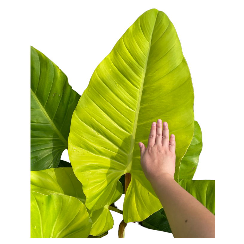 Philodendron Golden (0.8m)