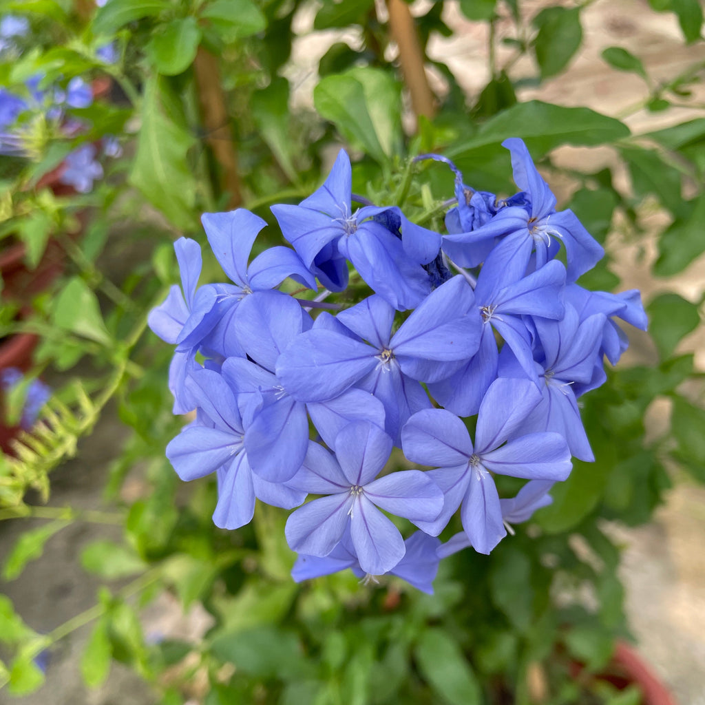 Plumbago auriculata, Cape plumbago (1.1m)