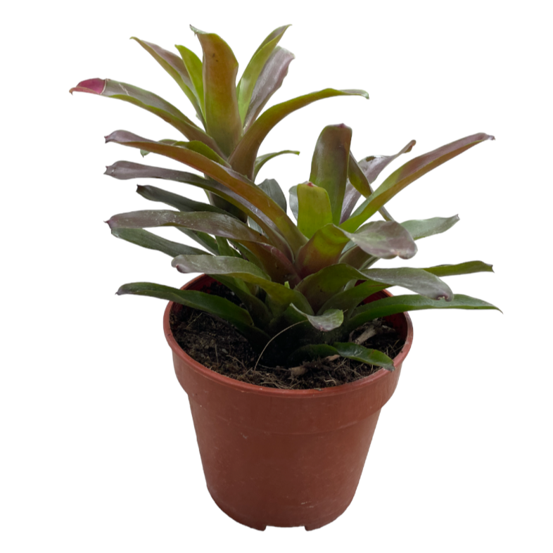 Neoregelia Tricolor, Bromeliad (0.3mh)