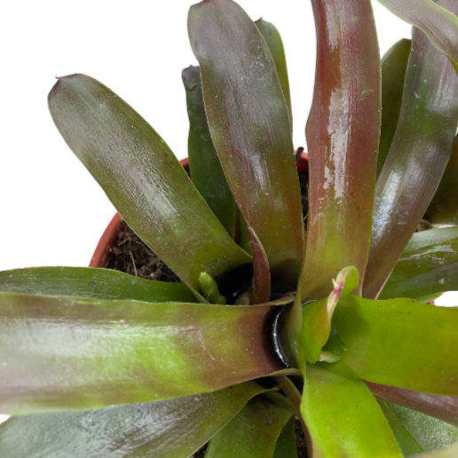 Neoregelia Tricolor, Bromeliad (0.3mh)