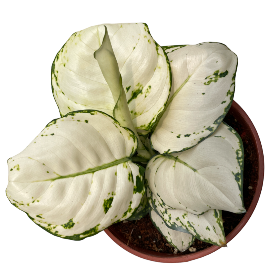 Aglaonema commutatum 'White Joy' (0.22mH)