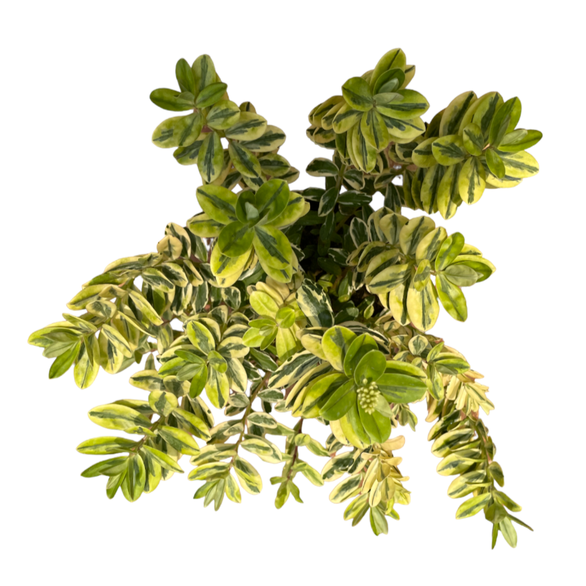 Hebe Variegated (0.3m)