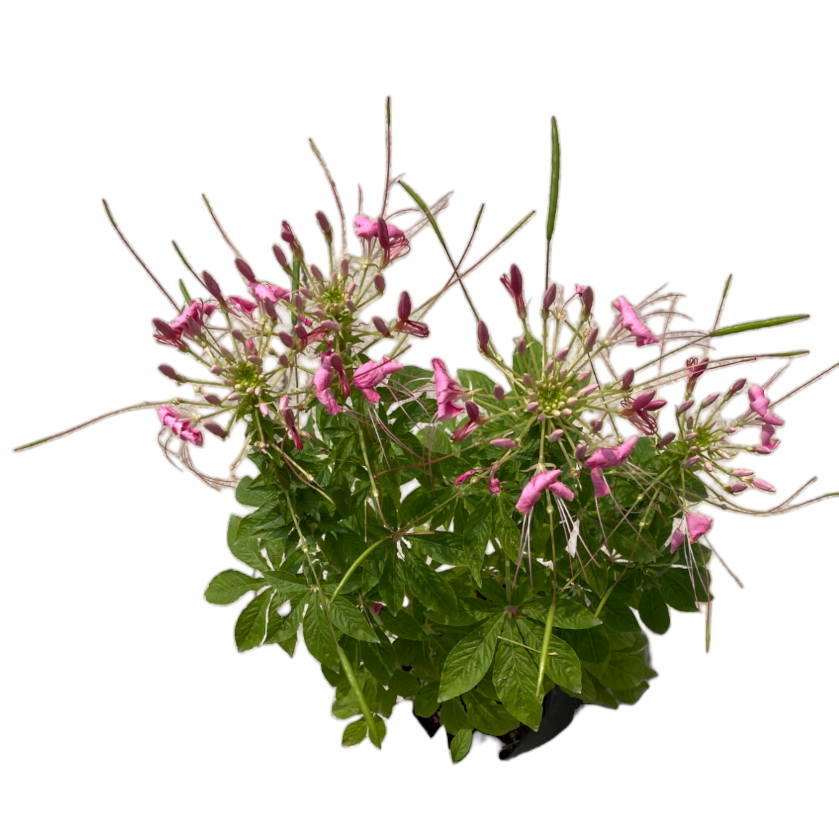 Cleome hassleriana, Spider Flowers in bag (0.8m)