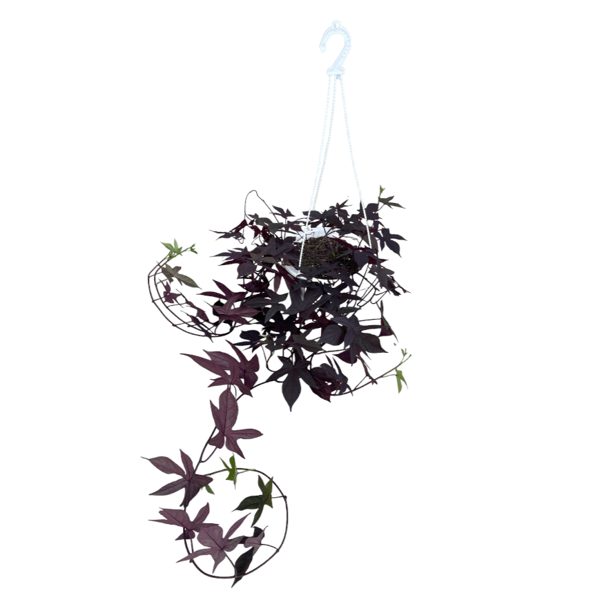 Ipomoea batatas ‘Blackie’ in hanging pot, Sweet Potato Vine, Blackie Sweet Potato (0.5mh)