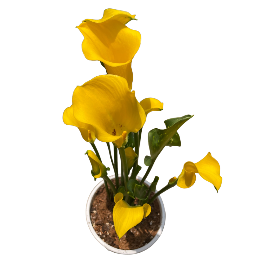 Zantedeschia spp., Assorted Calla Lily (0.45m)