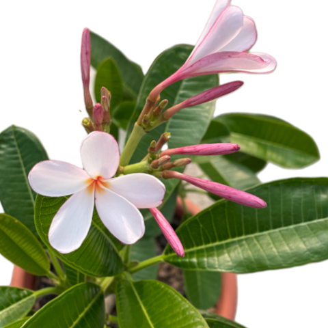 Plumeria, Frangipani, white-pink flower (0.8m)