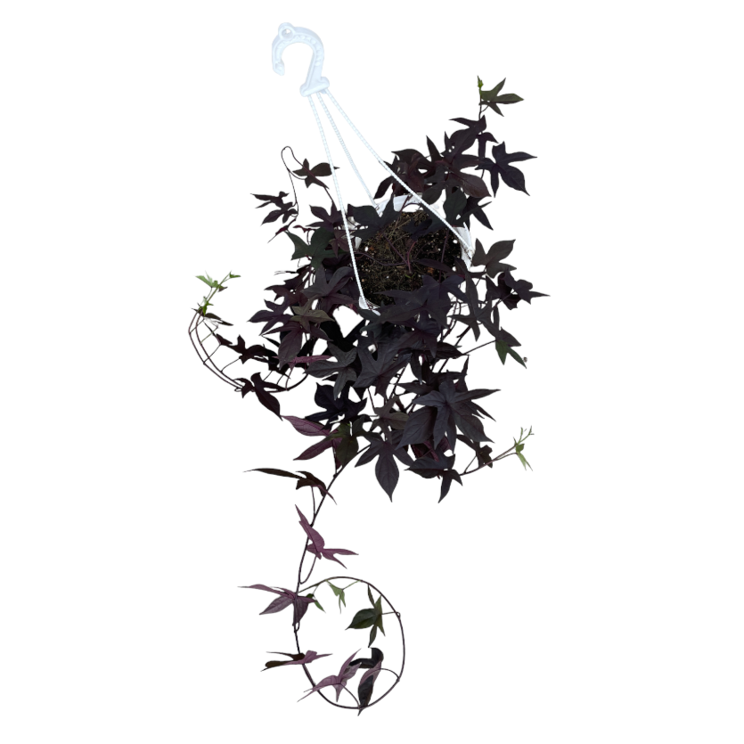 Ipomoea batatas ‘Blackie’ in hanging pot, Sweet Potato Vine, Blackie Sweet Potato (0.5mh)