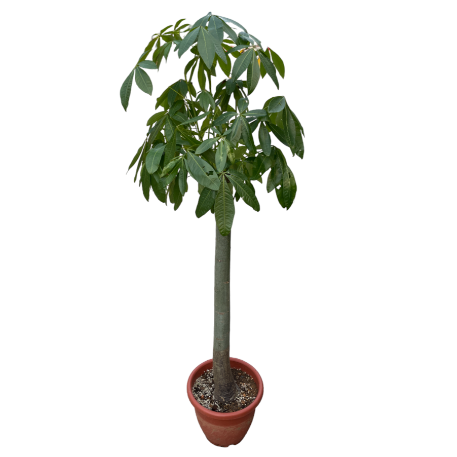 Pachira Aquatica, Single Trunk Money Bonsai Tree (1.8m)