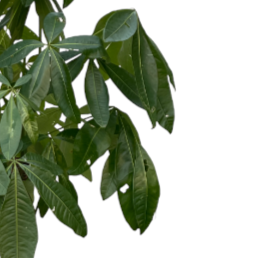 Pachira Aquatica, Single Trunk Money Bonsai Tree (1.8m)