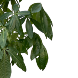 Pachira Aquatica, Single Trunk Money Bonsai Tree [发财树] (1.8m)