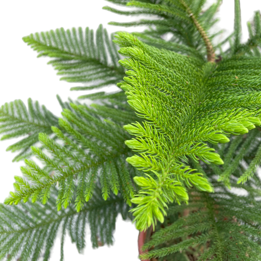 Norfolk Island Pine, Araucaria heterophylla (1.5m)