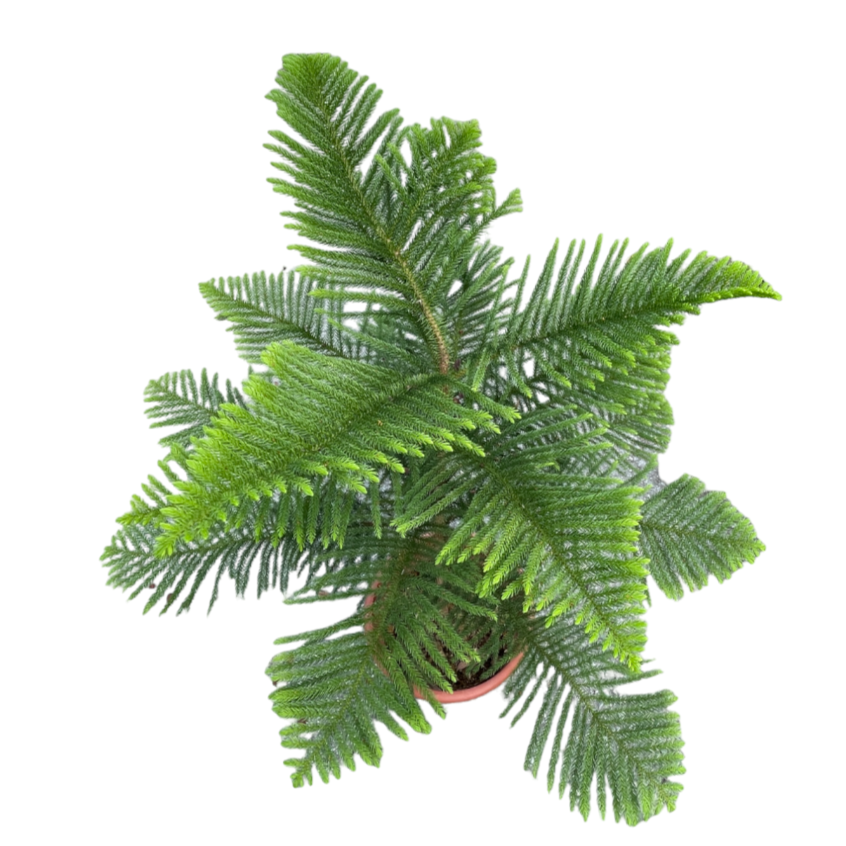 Norfolk Island Pine, Araucaria heterophylla (1.5m)