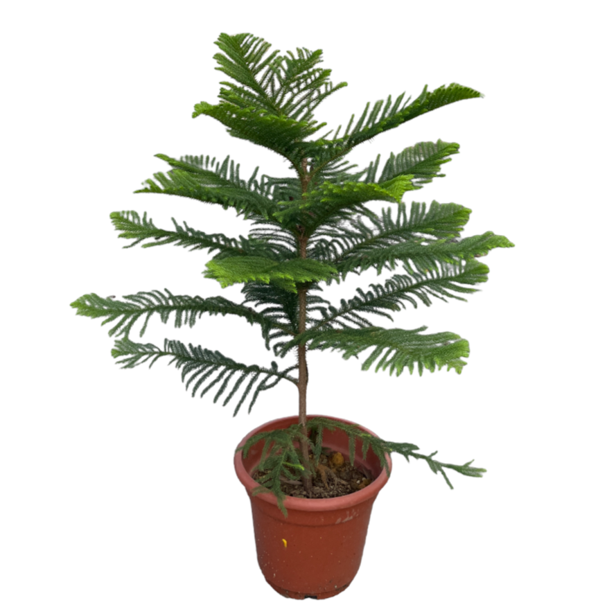 Norfolk Island Pine, Araucaria heterophylla (1.3m)