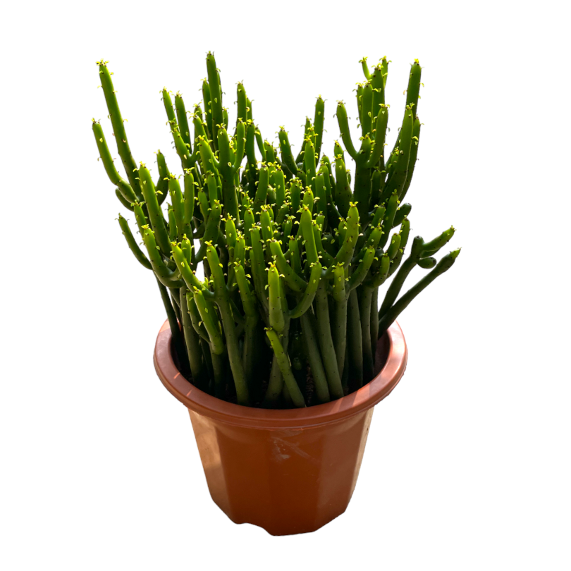 Euphorbia tirucalli, Pencil Cactus (0.3mh)