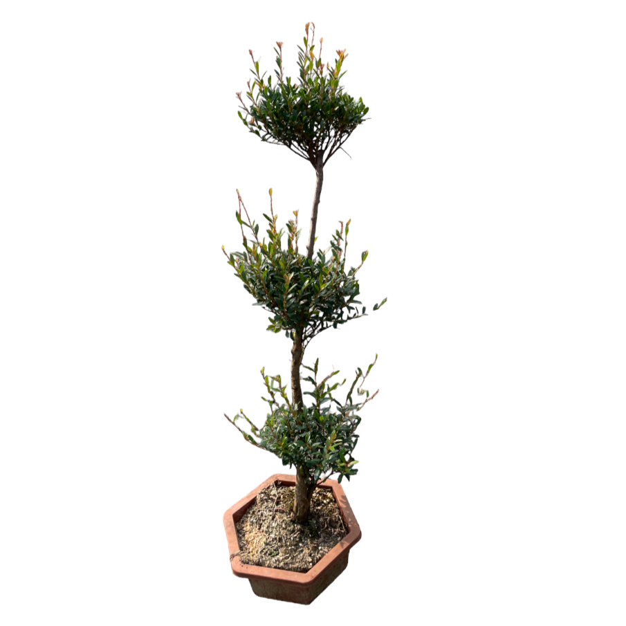 3 Layers Syzygium  buxifolium bonsai, Boxleaf Eugenia 赤楠 (0.7m)