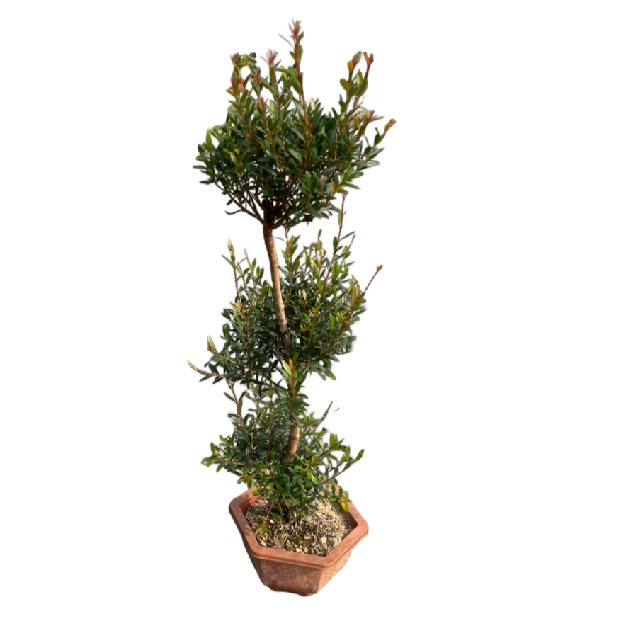 3 Layers Syzygium  buxifolium bonsai, Boxleaf Eugenia 赤楠 (0.7m)