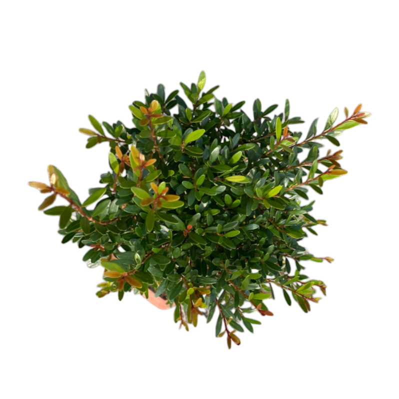 3 Layers Syzygium  buxifolium bonsai, Boxleaf Eugenia 赤楠 (0.7m)