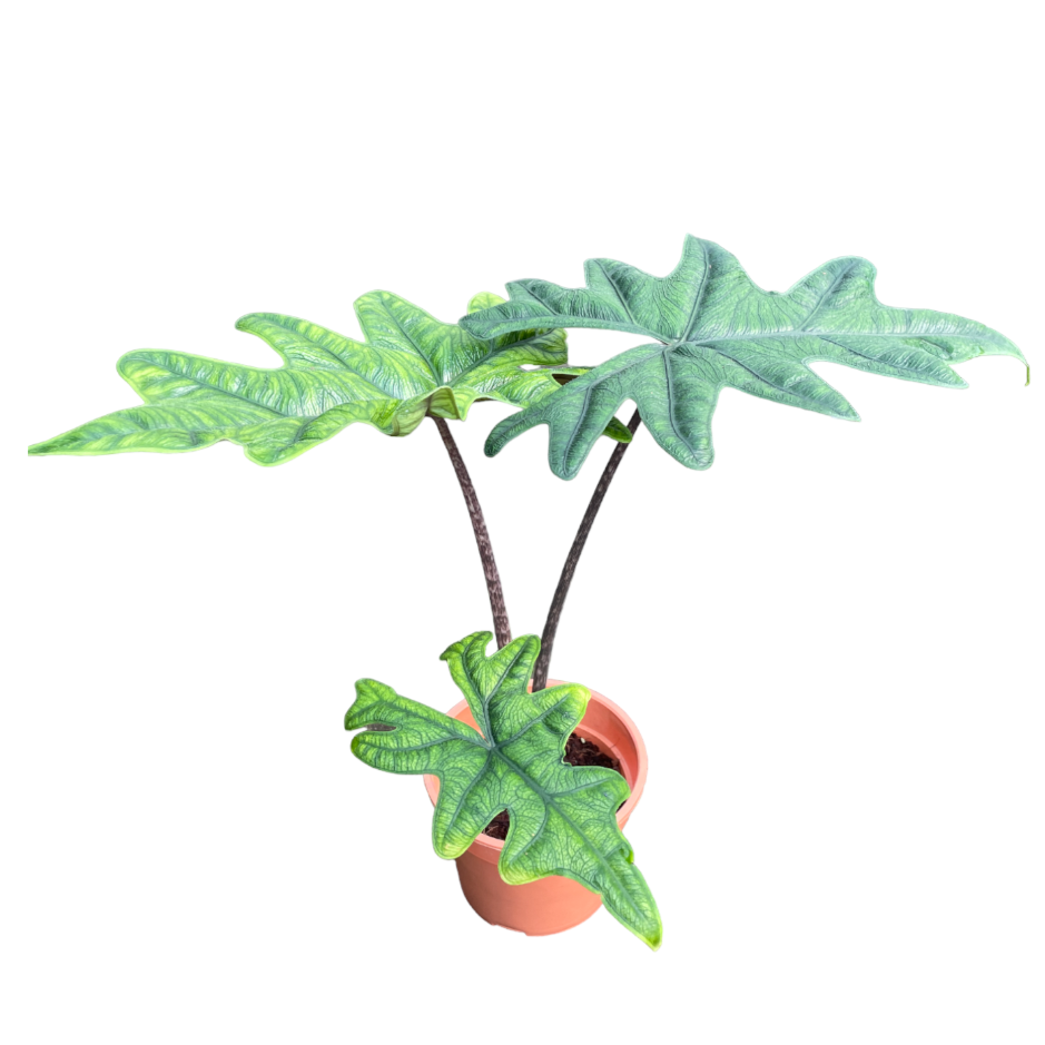 Alocasia Jacklyn