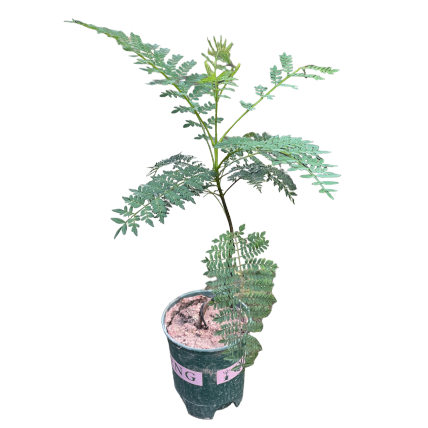 Blue Jacaranda, Jacaranda mimosifolia (0.5m)
