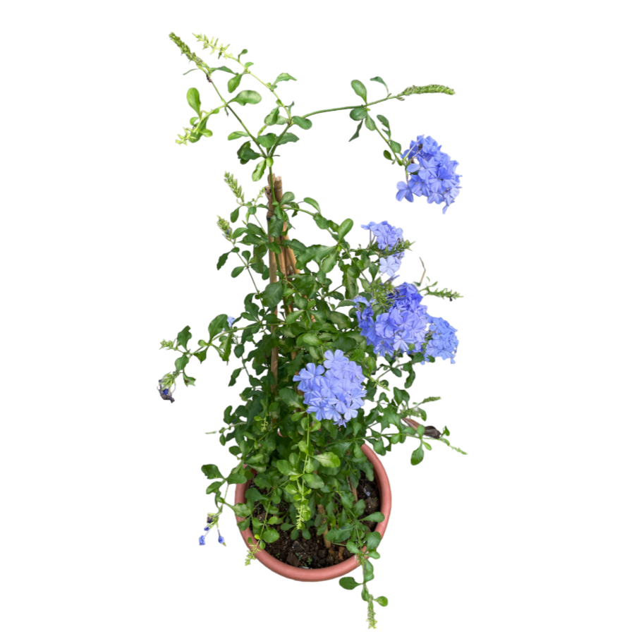 Plumbago auriculata, Cape plumbago (1.1m)