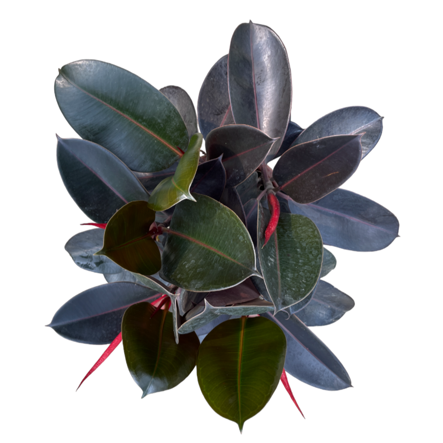 Ficus Elastica Burgundy (0.8m)