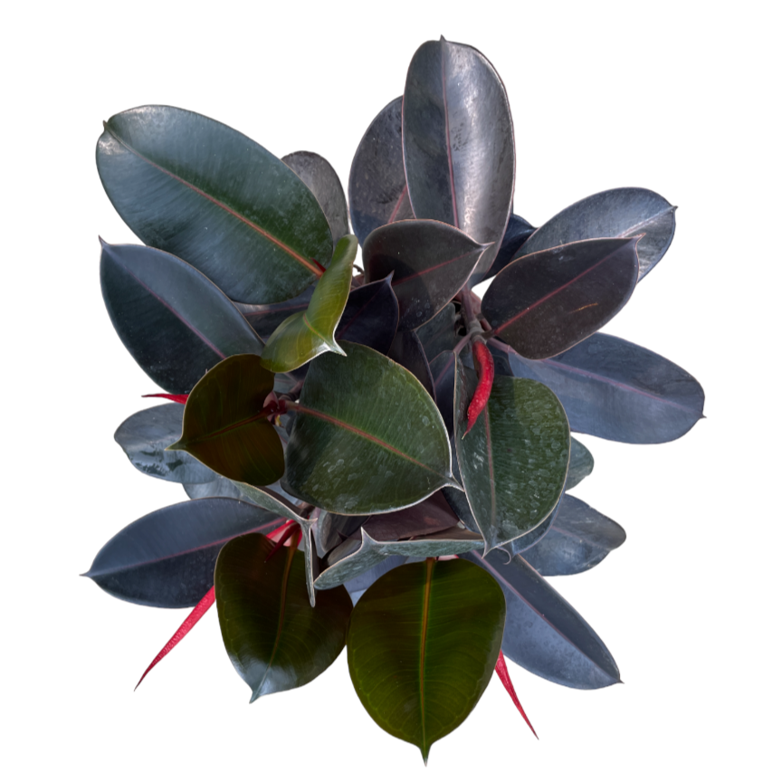 Ficus Elastica Burgandy (0.8m)