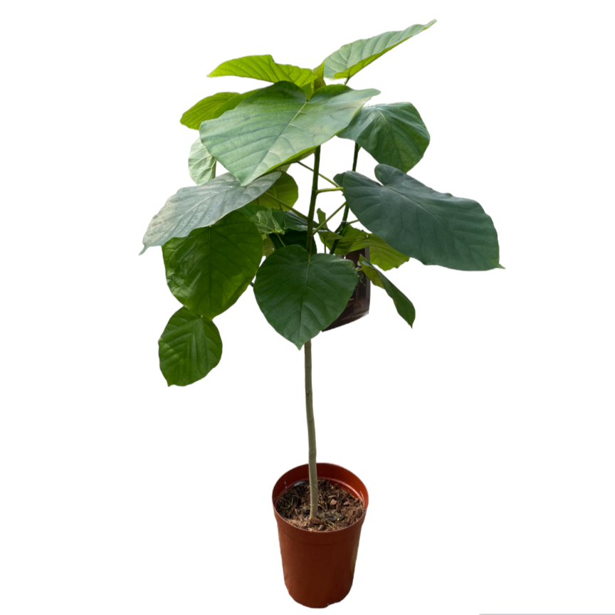 Ficus Umbellata, Umbrella Tree Fig (1.3m)