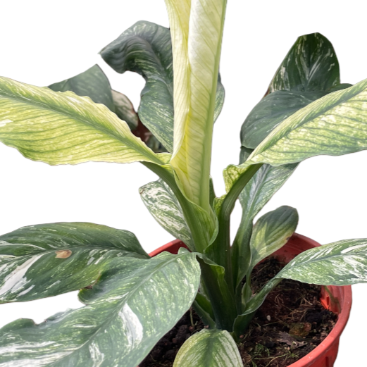 Spathiphyllum Variegated (0.25m)