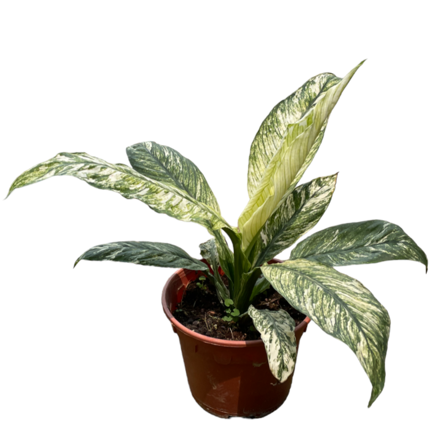 Spathiphyllum Variegated (0.25m)