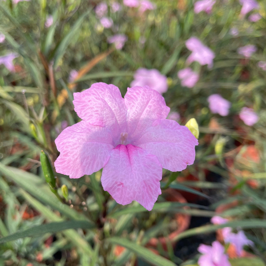 Ruellia simplex, Mexican Petunia, assorted colours (0.50mH)