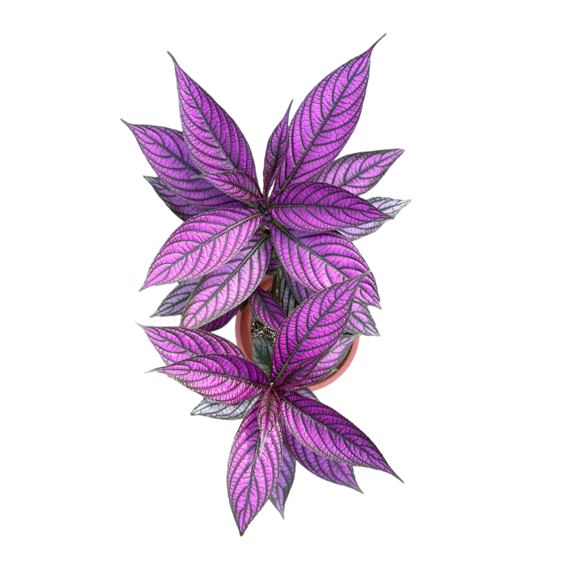 Persian Shield, Strobilanthes dyerianus (0.4m)