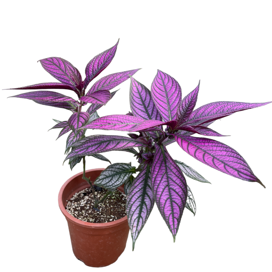 Persian Shield, Strobilanthes dyerianus (0.4m)