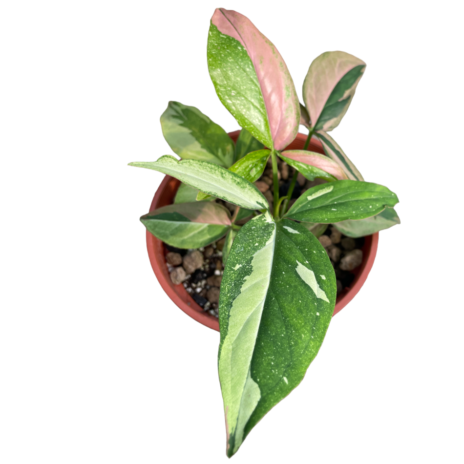 Syngonium pink variegated, red spot tricolour (0.2mh)