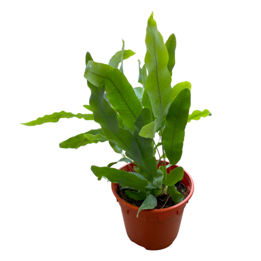 Phlebodium aureum, Blue Star Fern (0.3mh)