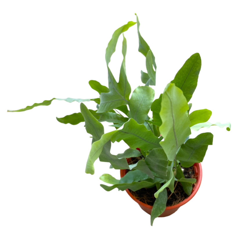 Phlebodium aureum, Blue Star Fern (0.3mh)