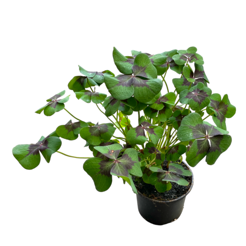 Iron Cross Oxalis, Oxalis tetraphylla (0.35m)
