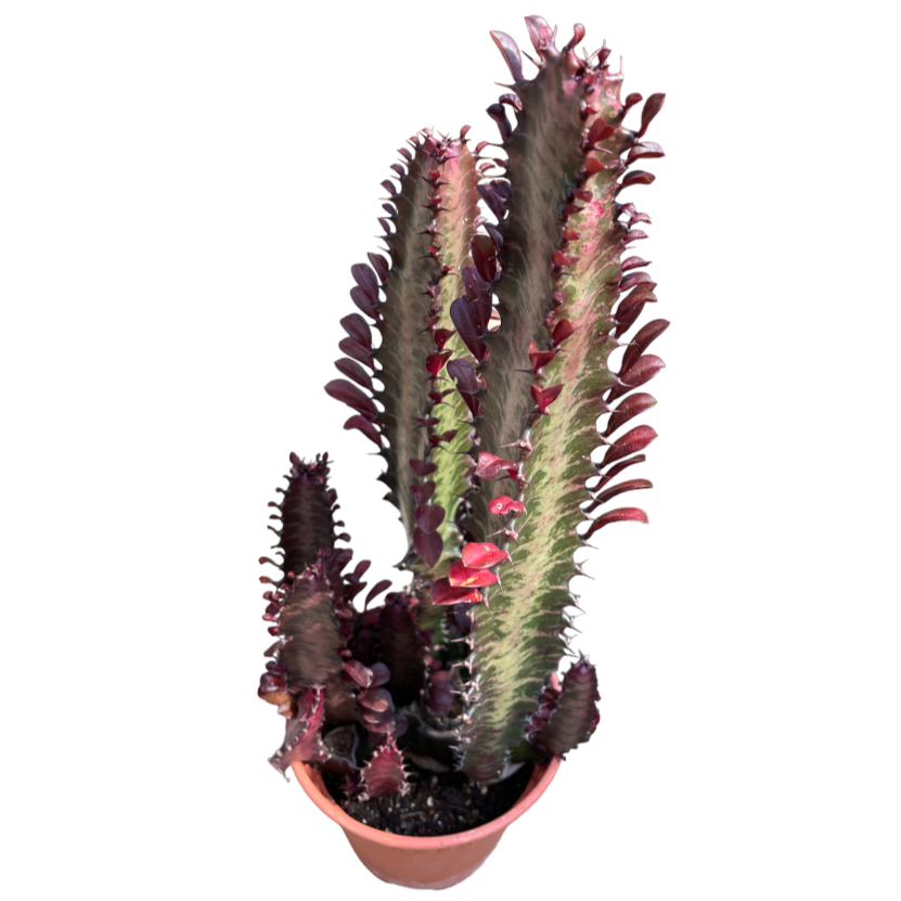 Euphorbia trigona, African Milk Tree (0.35m)