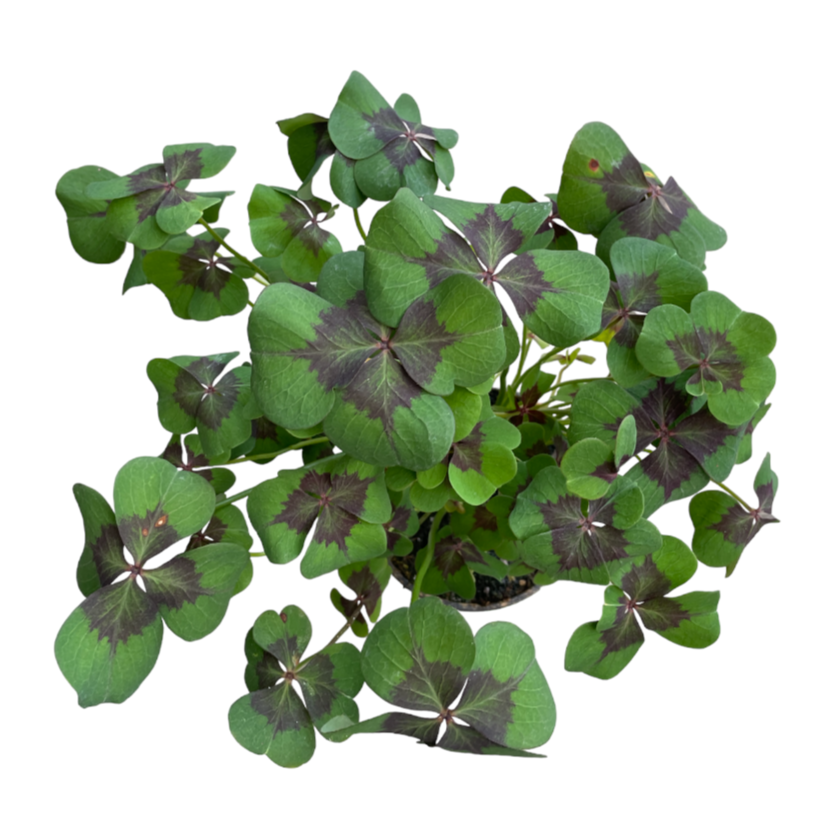 Iron Cross Oxalis, Oxalis tetraphylla (0.35m)