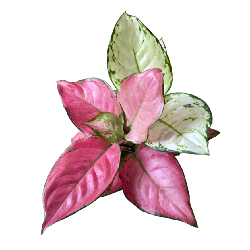 Aglaonema in kokedama (0.30mH)