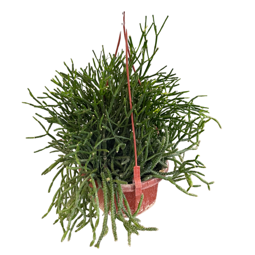 Mistletoe Cactus, Rhipsalis baccifera (0.2m)