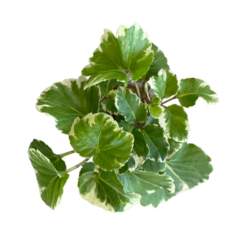Shield Aralia, Polyscias Scutellaria in Kokedama (0.2m)