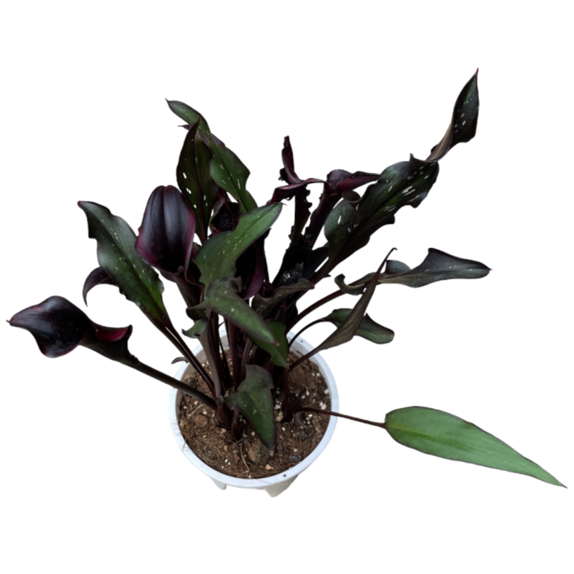 Zantedeschia spp., Assorted Calla Lily (0.45m)