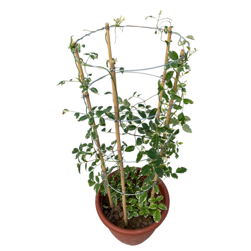 Pandorea jasminoides 'Variegata', Variegated Bower Vine (1m)