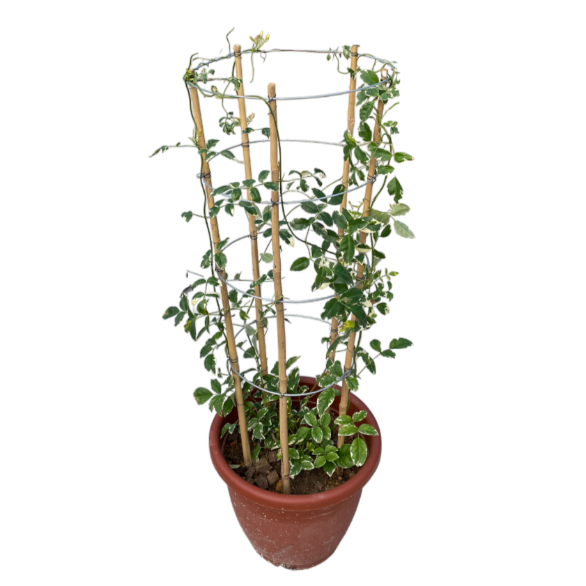 Pandorea jasminoides 'Variegata', Variegated Bower Vine (1m)