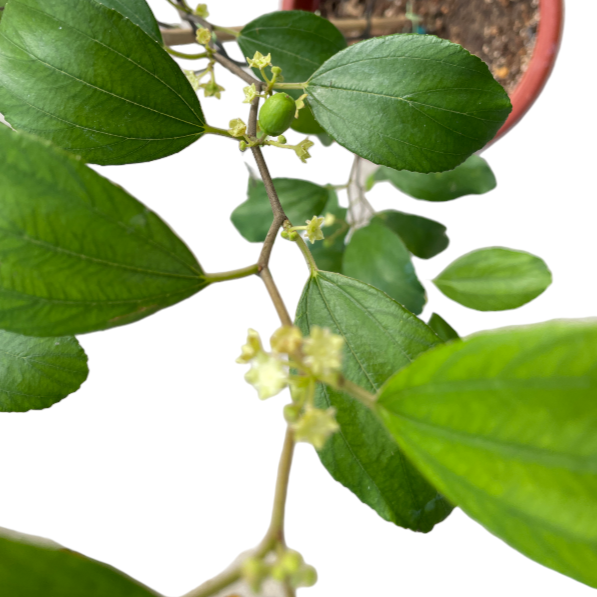 Ziziphus mauritiana, Indian Jujube, Bedara China (0.8m)