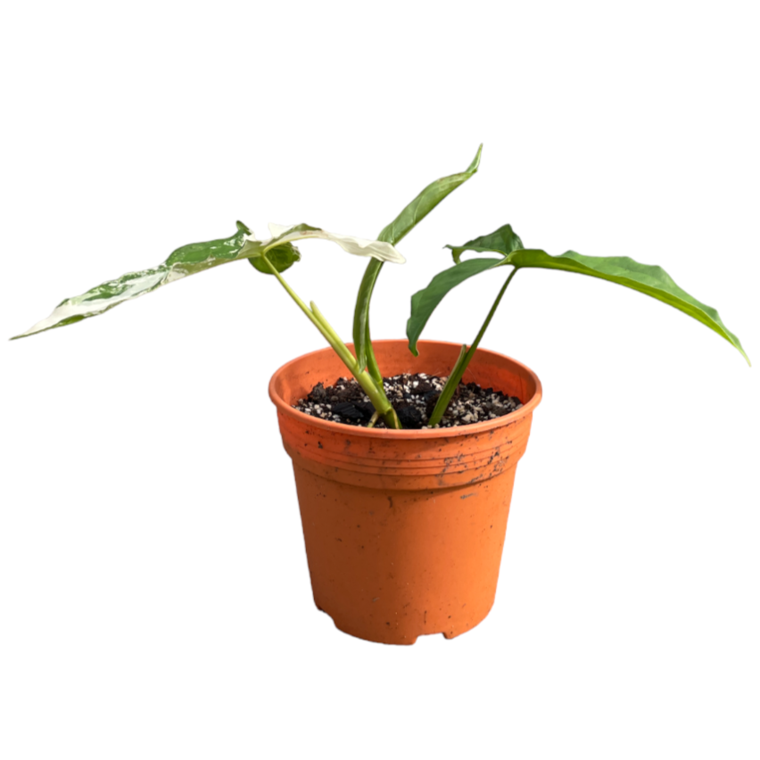 Syngonium podophyllum 'Albo Variegated' (0.25m)