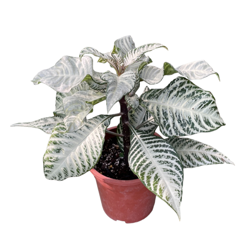 Aphelandra squarrosa White Wash, Zebra Plant (0.35m)