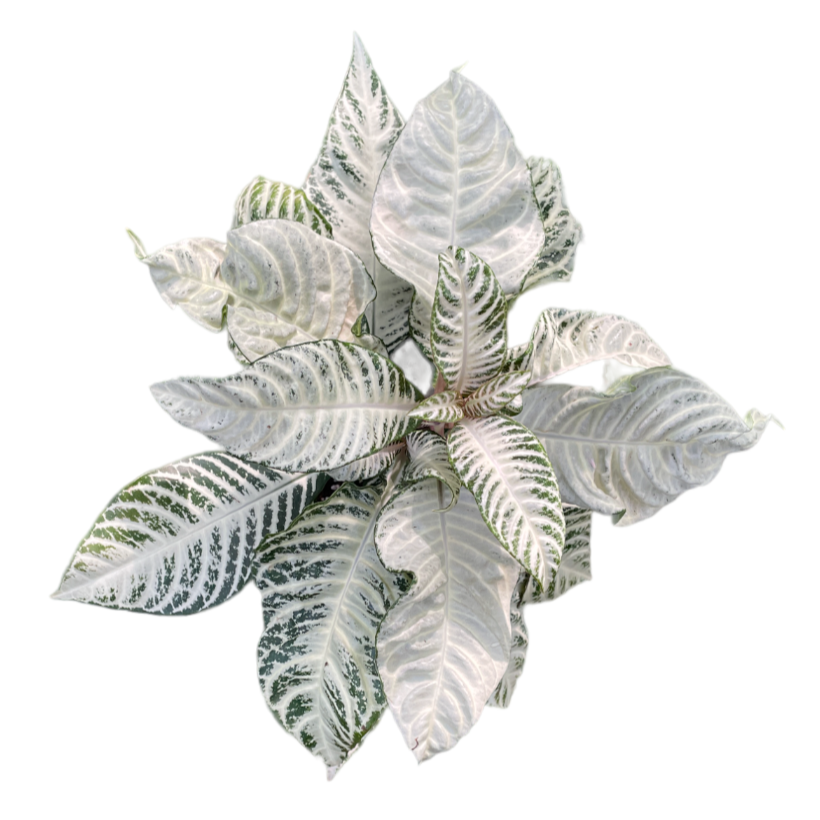 Aphelandra squarrosa White Wash, Zebra Plant (0.35m)