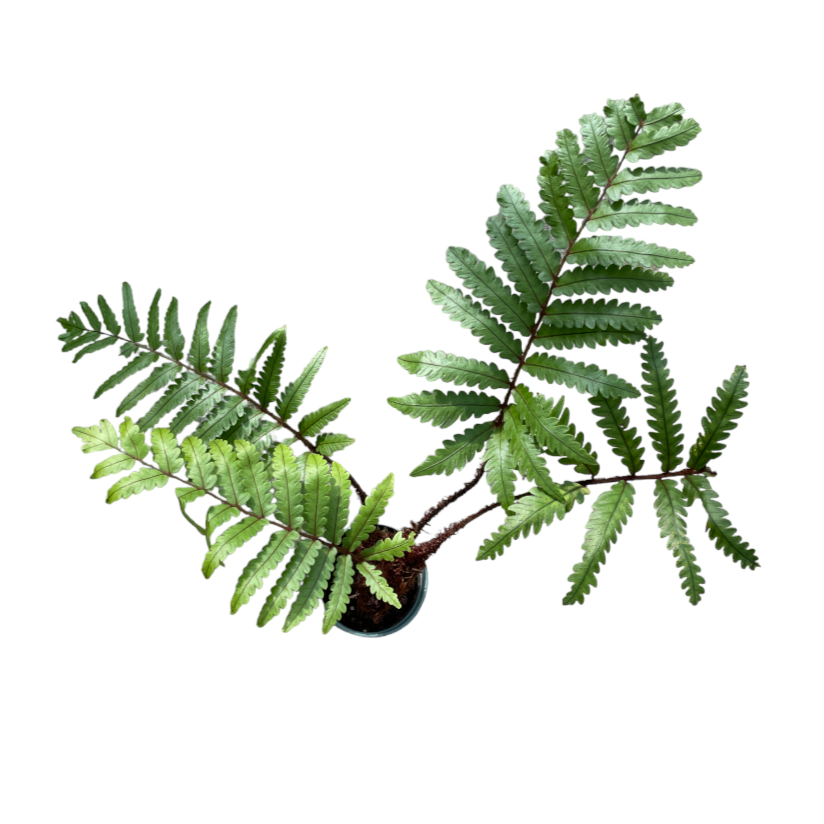 Pteridium aquilinum, Eagle Fern (0.55m)