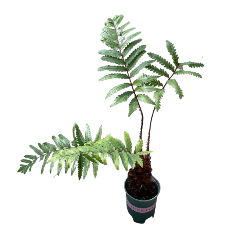 Pteridium aquilinum, Eagle Fern (0.55m)